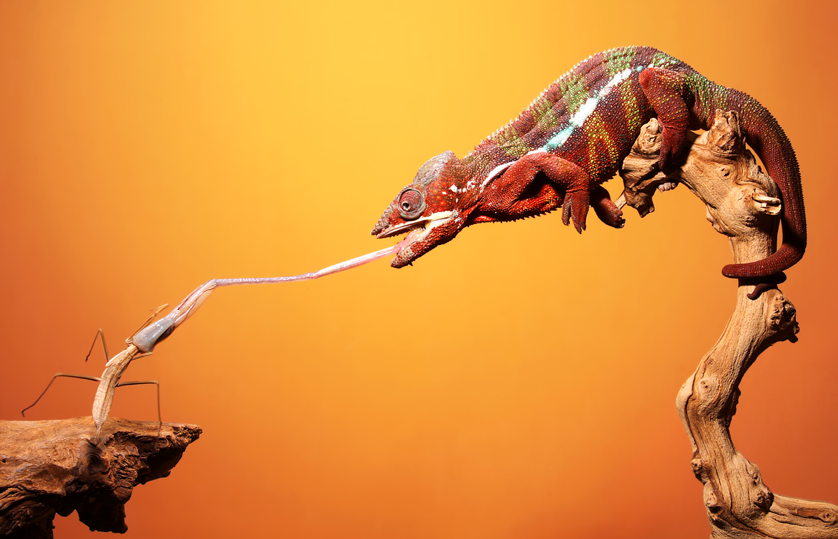 Dexter%20Eating%20Mantis.jpg