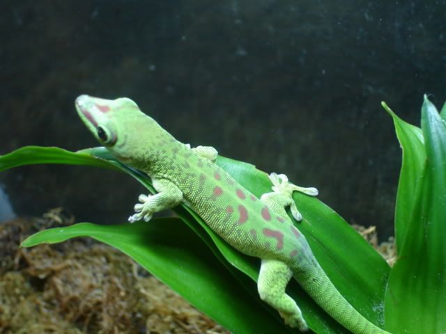 gecko008.jpg
