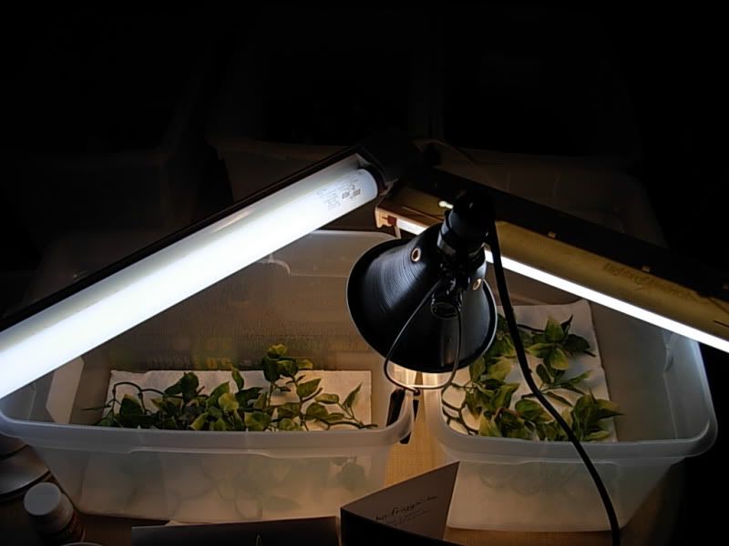 DSCN6103.jpg
