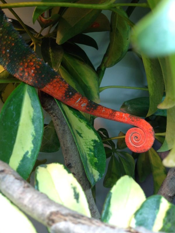 tail_zps04b9e6ed.jpg