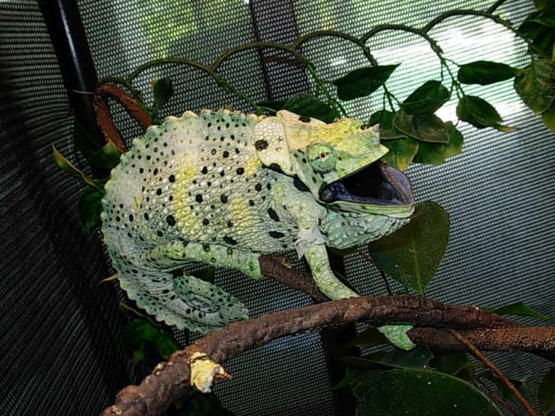 DSCN4032.jpg