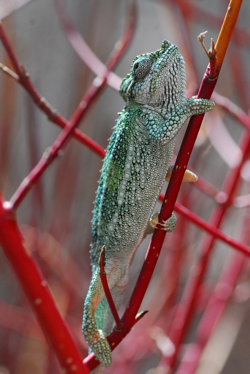 DSC0111-XL.jpg