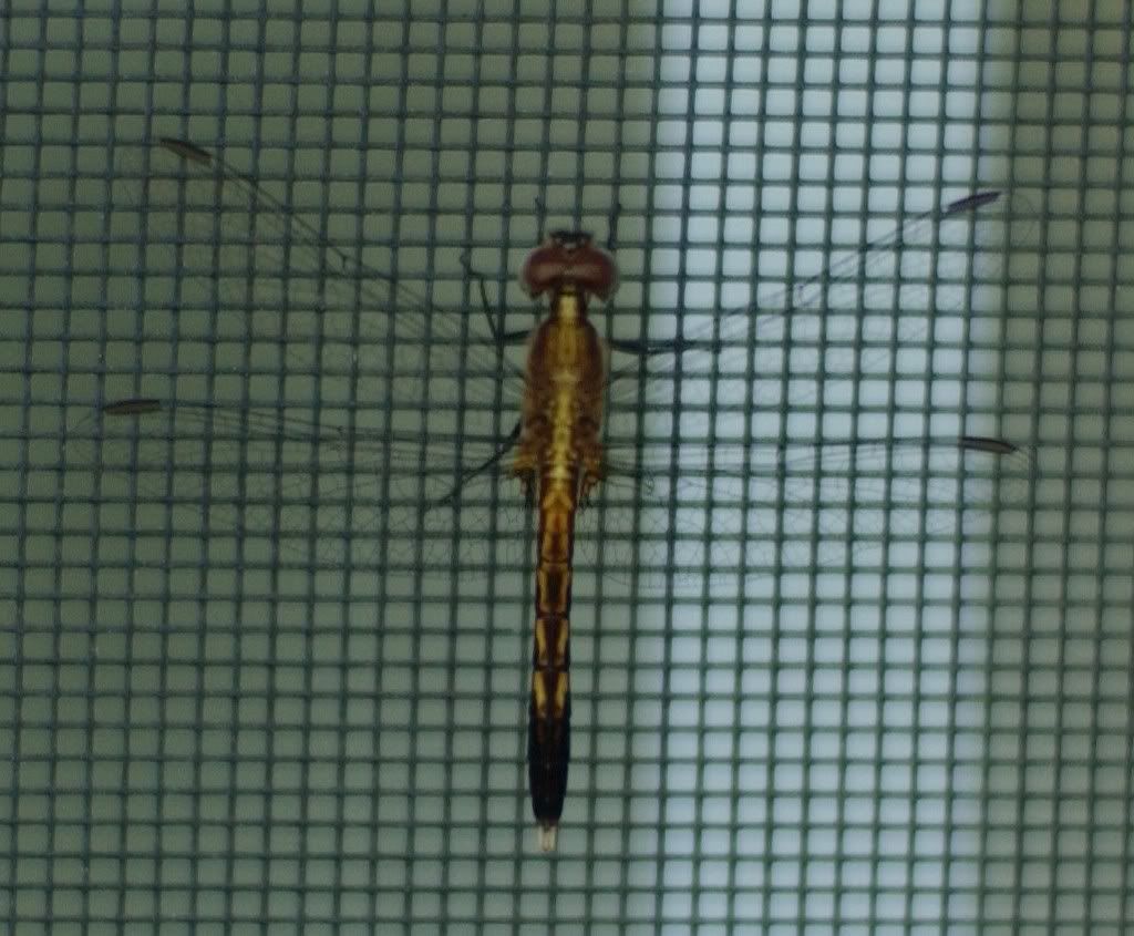 Dragonfly.jpg
