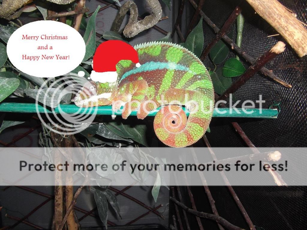 christmas.jpg