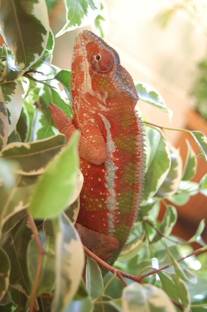 DSC_1294.jpg