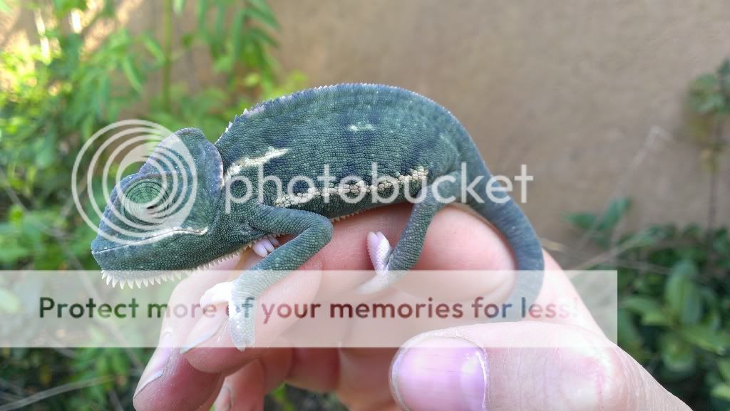 IMAG7436_zps3d711351.jpg