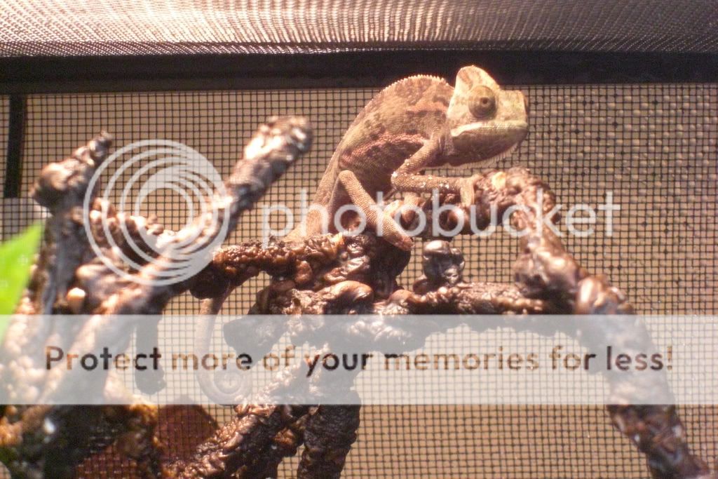 Chameleon019.jpg