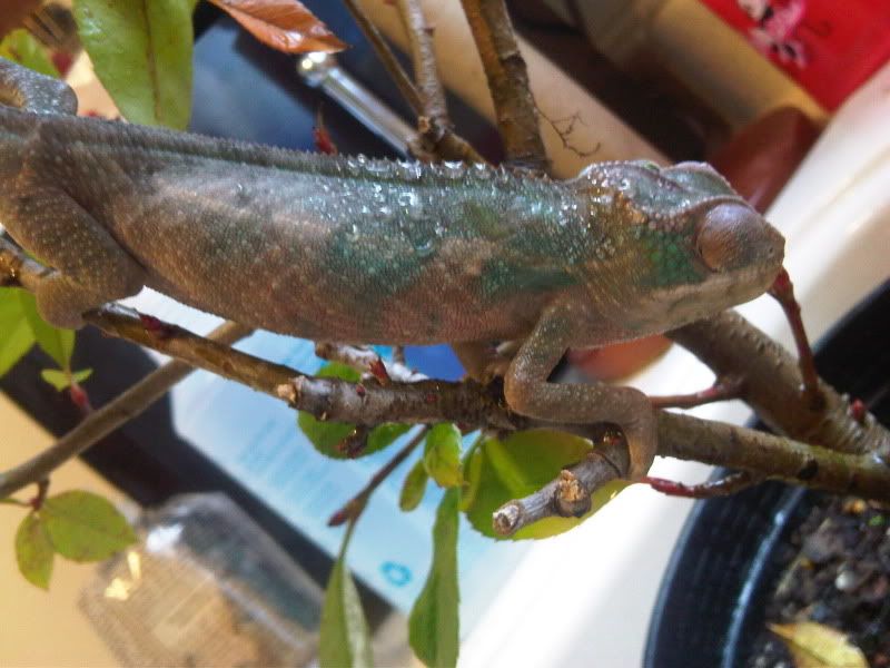 chameleon5016.jpg