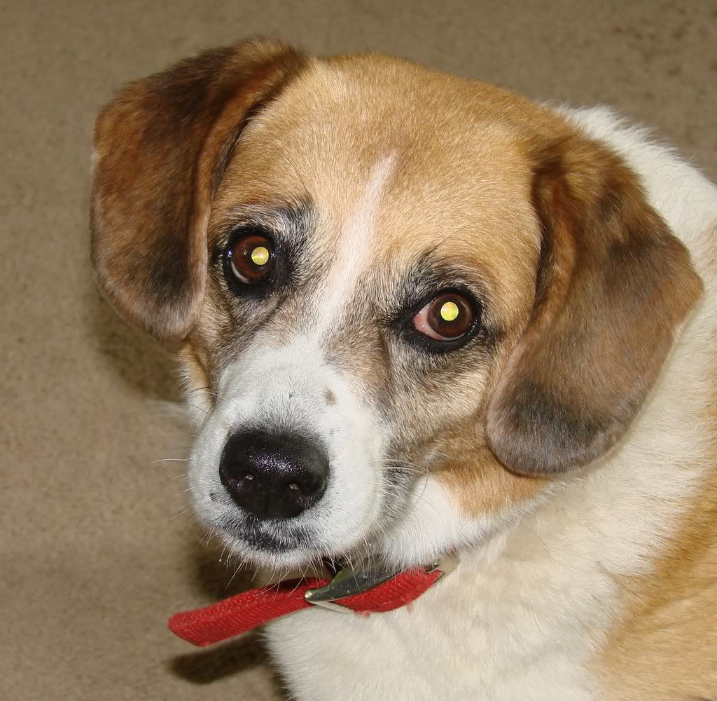 mypets014.jpg