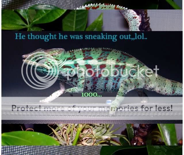 sc4.jpg