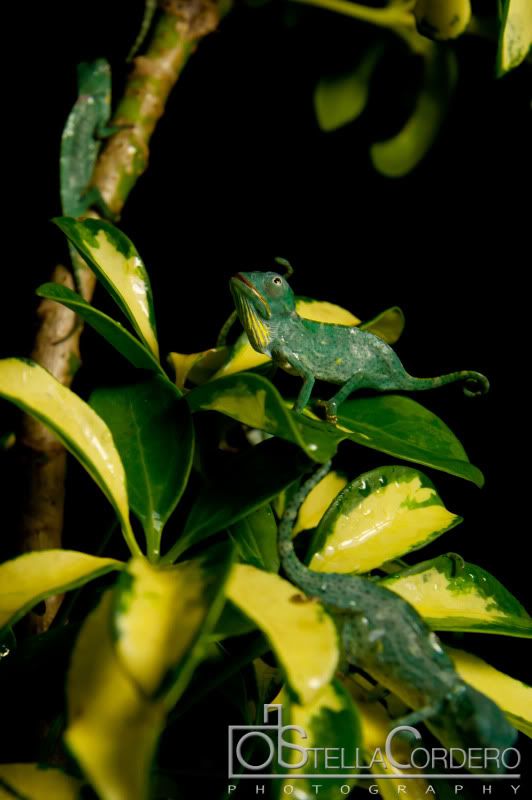 _DSC9596.jpg