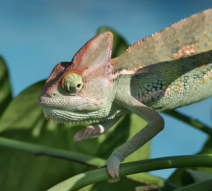greenboy1.jpg