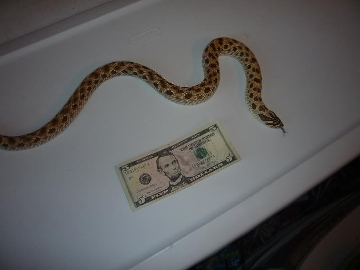 Femalehog1pic2.jpg