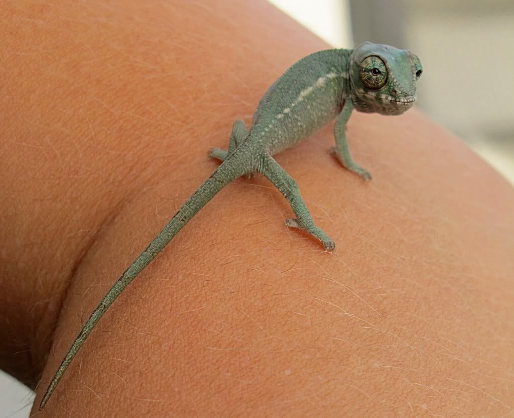 FOR SALE: Panther Chameleons. Nosy Be & Nosy Mitsio | Chameleon Forums