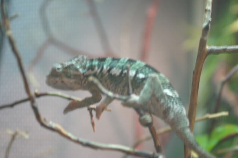 Sept1stChameleon002.jpg