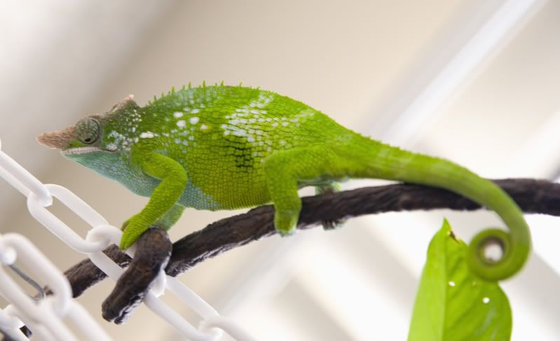 10152011_trogdor.jpg