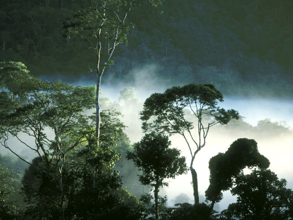 rainforestinthenight.jpg