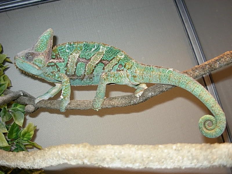 DSCN7186.jpg