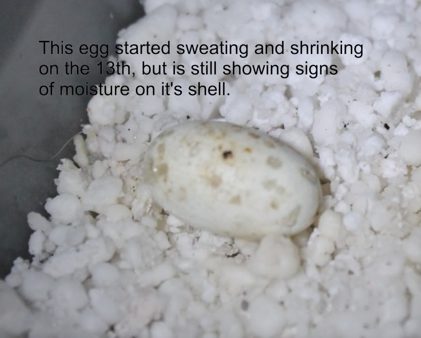eggupdate1.jpg