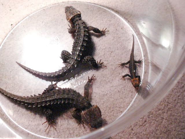 Tribtrio009.jpg