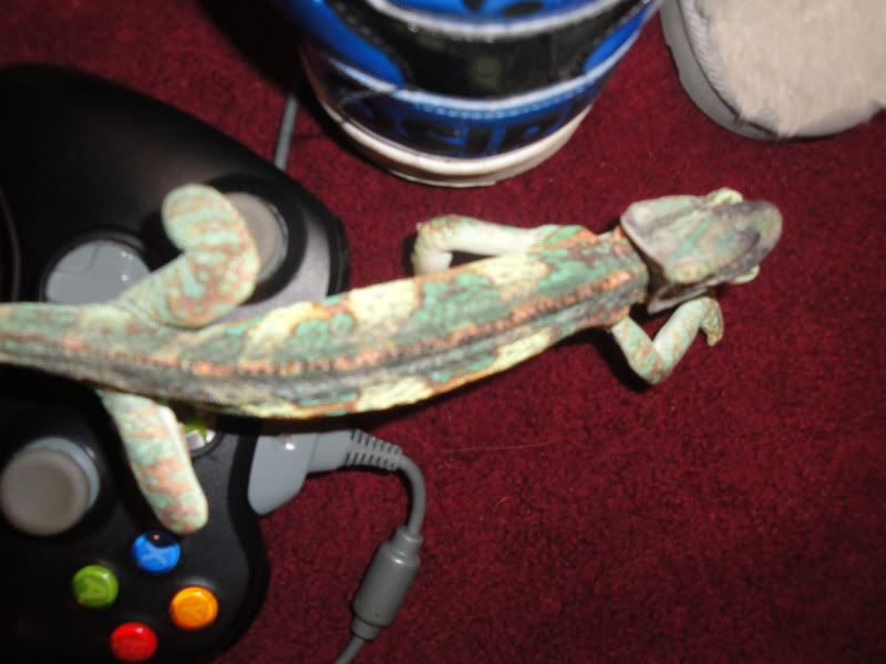 limey4.jpg