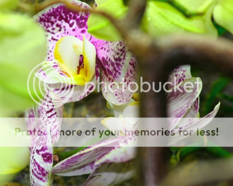 chameleonsandorchids.jpg
