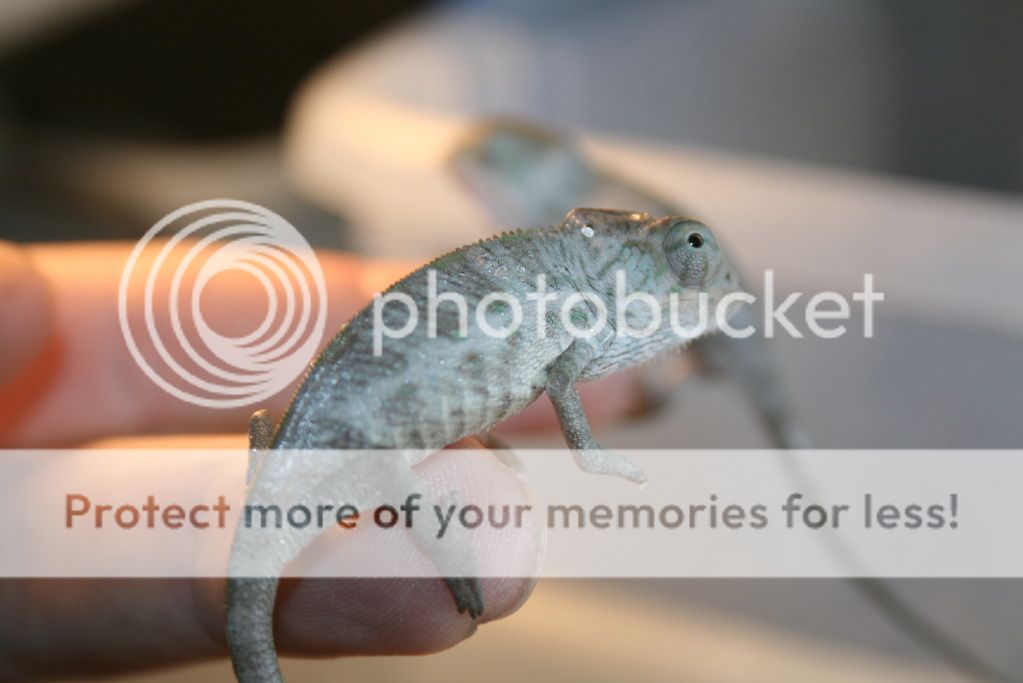 tritonfalybabies009-1.jpg