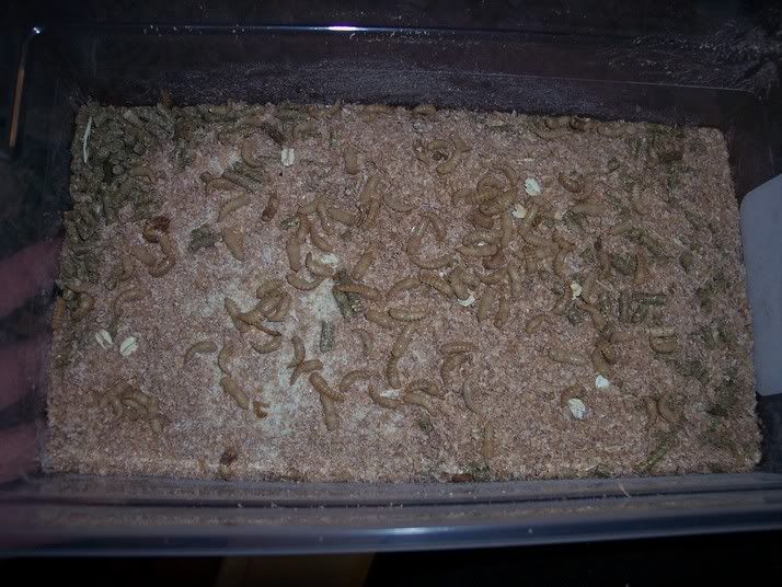 pupatingmealworms.jpg