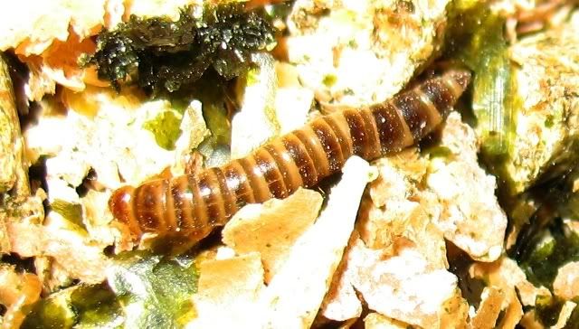 tinyworm2.jpg