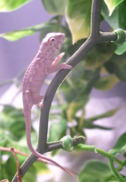 Hatchlings015.jpg