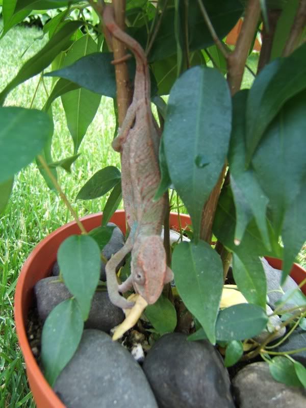 ChameleonEatingFicus008.jpg