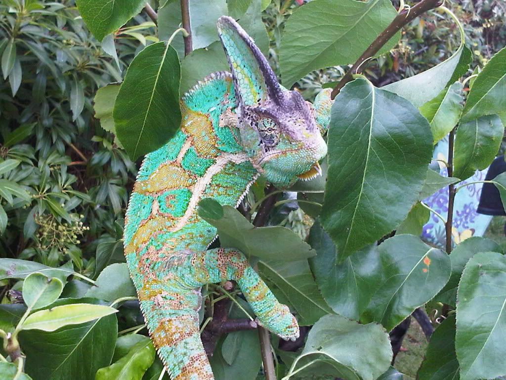 IMG00927-20110802-1242.jpg