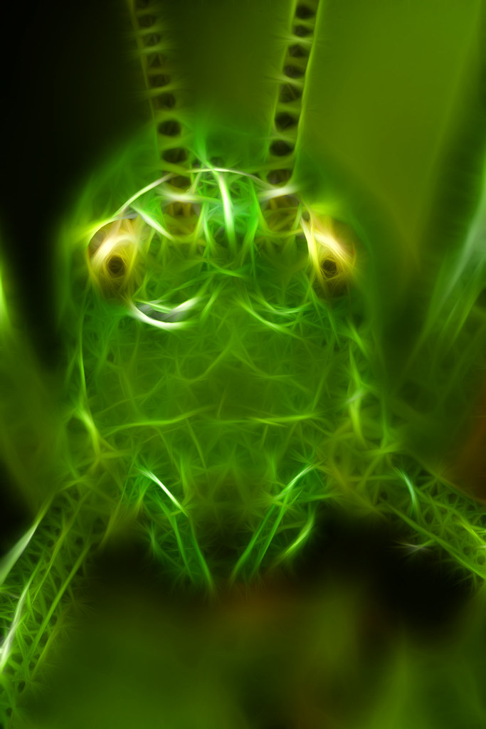 2631887867_abc4c9a1c0_b.jpg