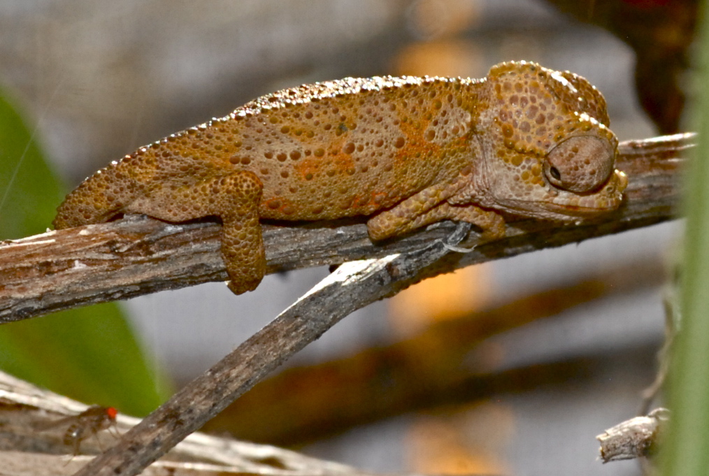 DSC00413-XL.jpg