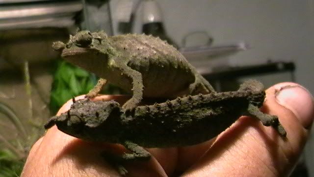 pygmygeckos006.jpg