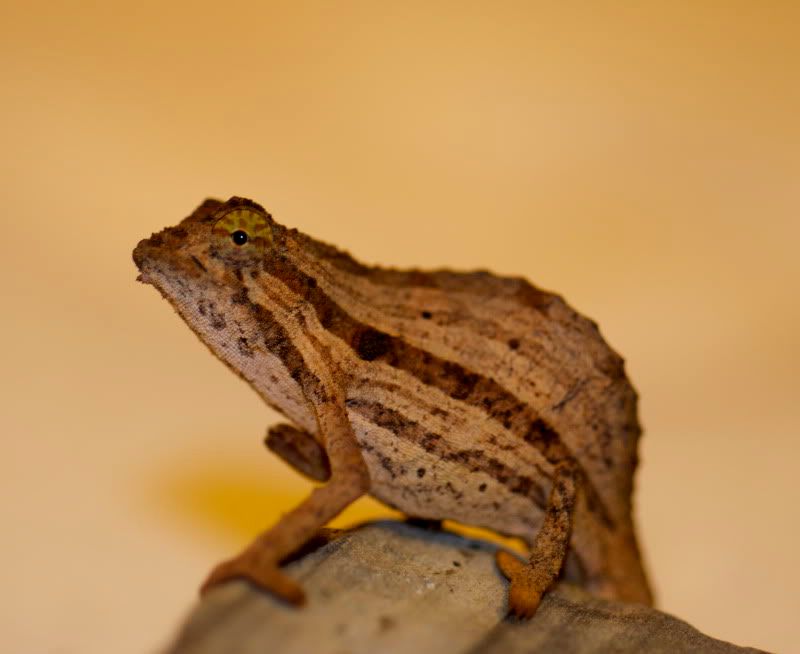 DSC_0666.jpg
