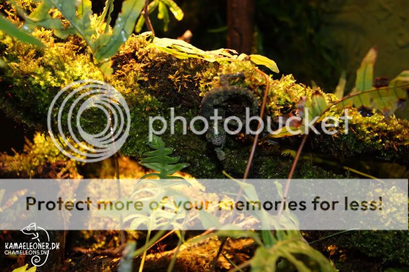 find-spinosus03.jpg