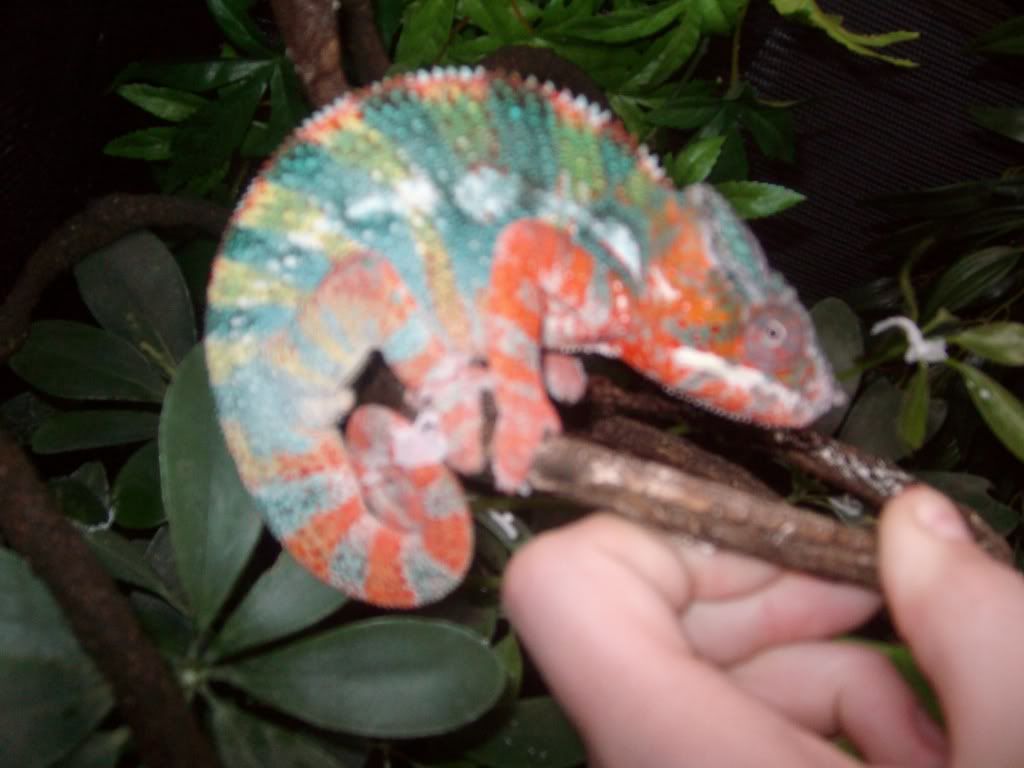 Gaia015.jpg