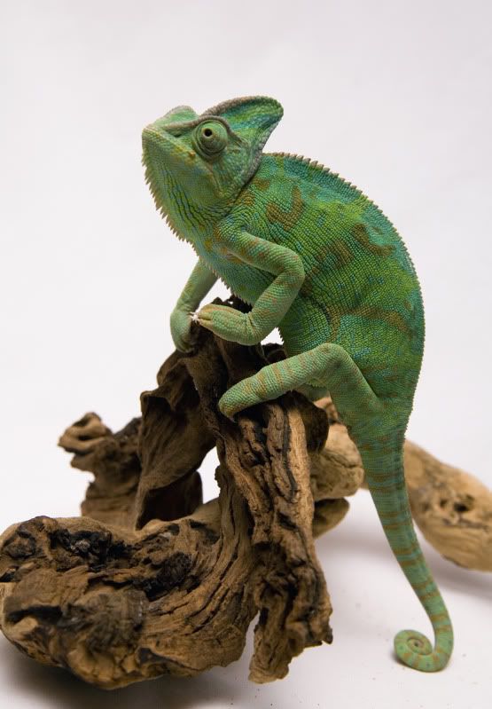 08212011_Oozle.jpg