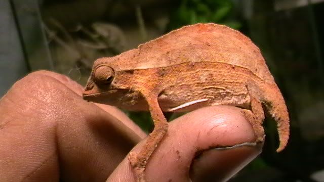 pygmygeckos015.jpg