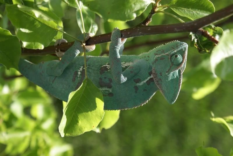 Camo1.jpg