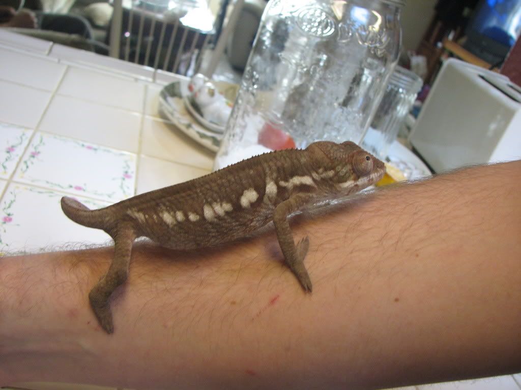 ambilobepantherchameleon06.jpg