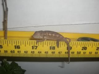 female4tail.jpg