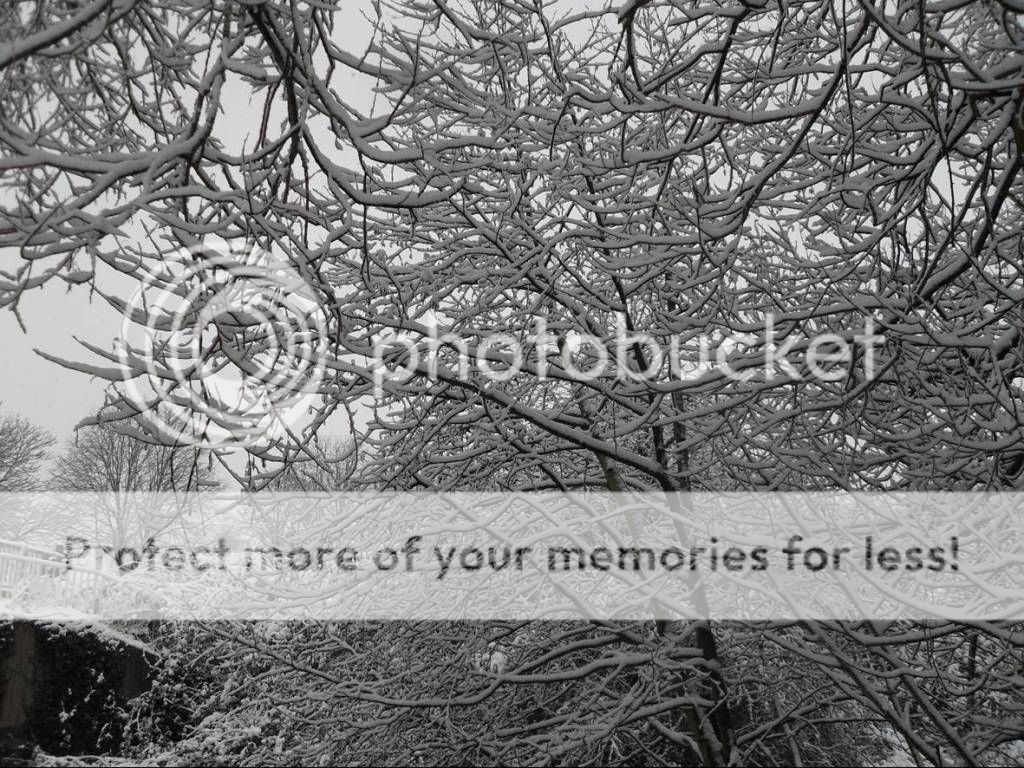 Tree.jpg