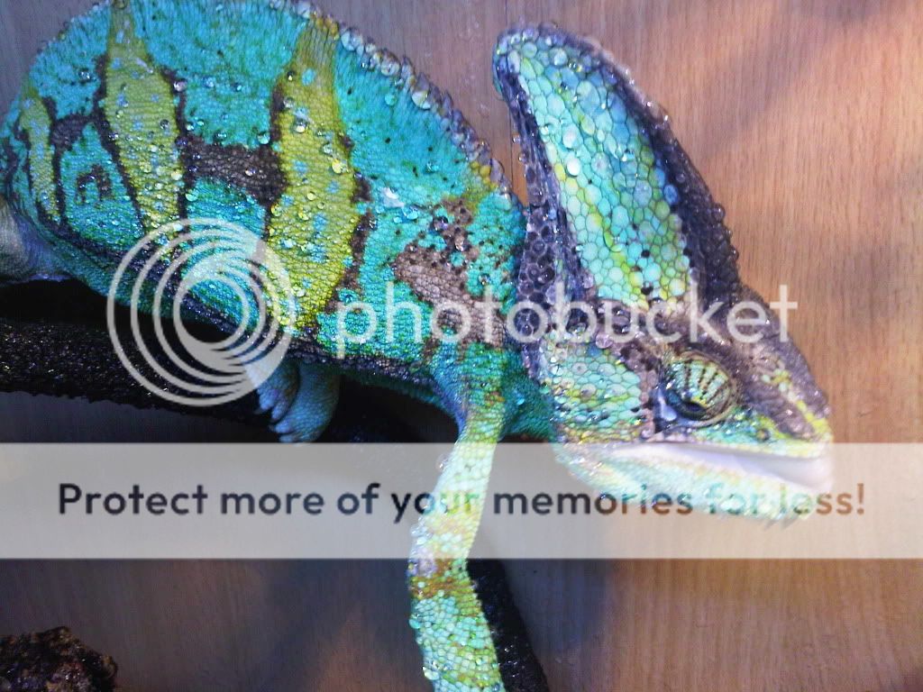 IMG01020-20110809-1107.jpg