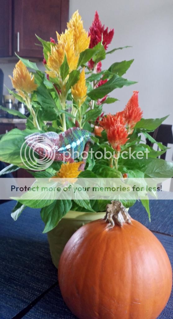 2014-09-27133736_zpsca5f5f53.jpg