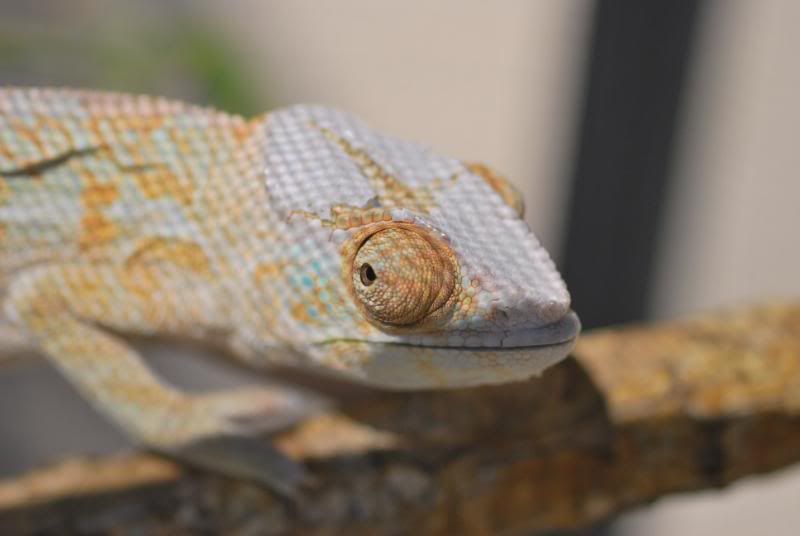shedding.jpg