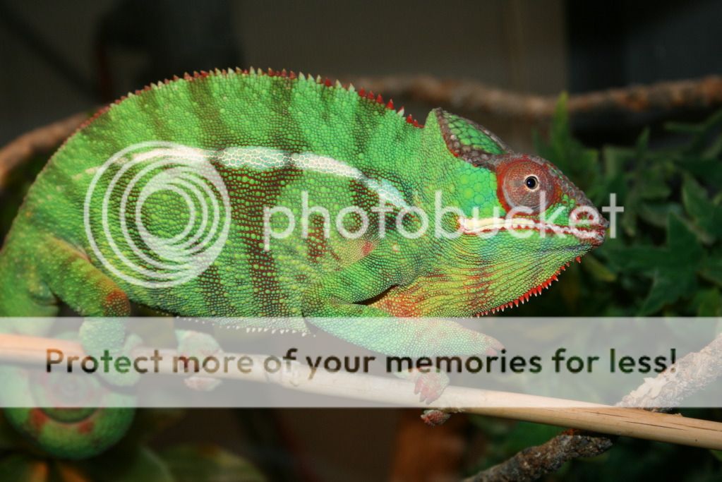 somepics006.jpg
