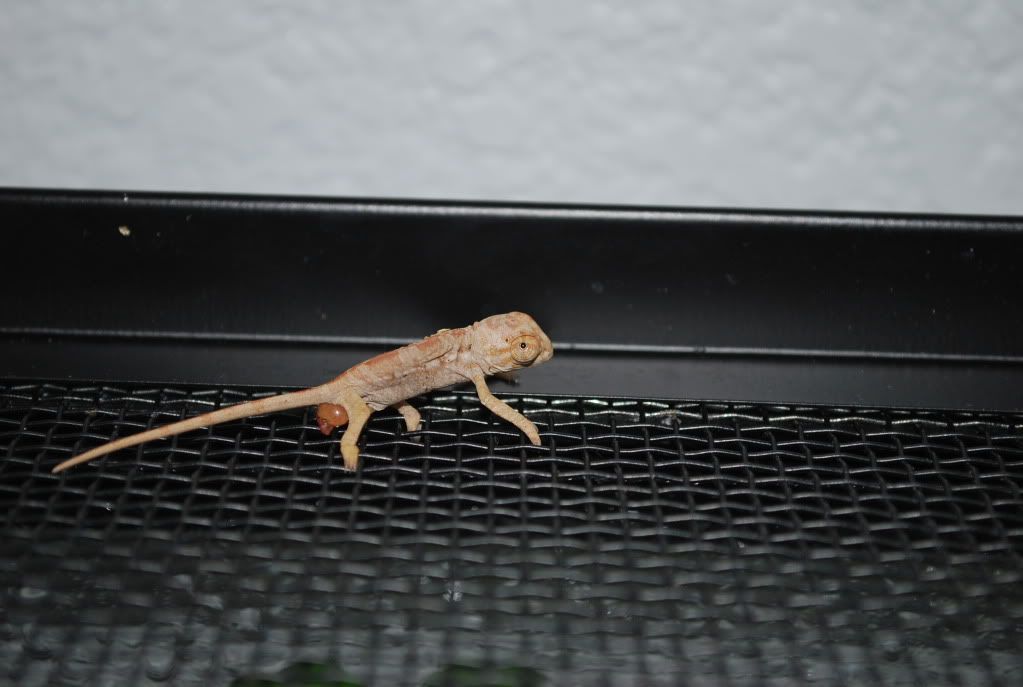DSC_0011.jpg