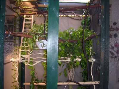 Chamcagetop.jpg